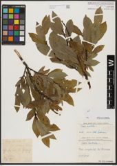 Foto von Salix hastata L.